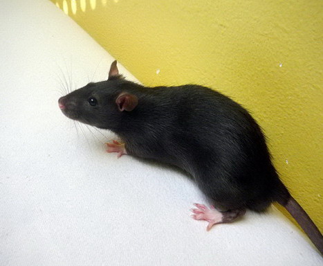 Krysak Porter